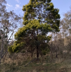 Acacia decurrens at Hackett, ACT - 15 Aug 2023 05:50 PM