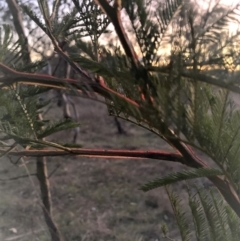 Acacia decurrens at Hackett, ACT - 15 Aug 2023 05:50 PM