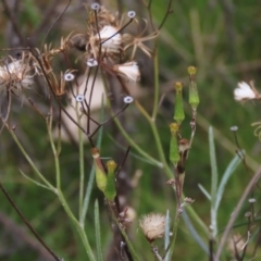 Senecio quadridentatus (Cotton Fireweed) at Stirling Park - 13 Aug 2023 by AndyRoo
