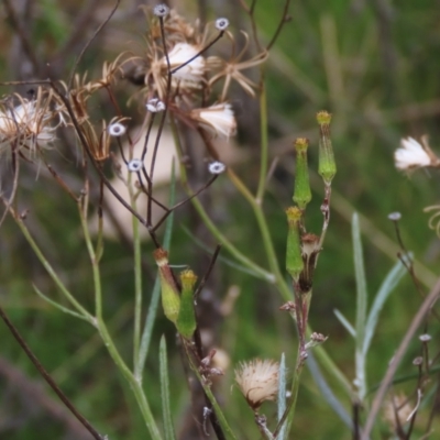 Senecio quadridentatus (Cotton Fireweed) at Yarralumla, ACT - 13 Aug 2023 by AndyRoo