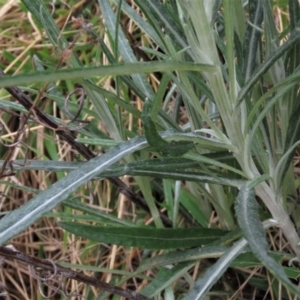 Senecio quadridentatus at Yarralumla, ACT - 13 Aug 2023