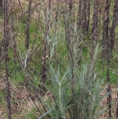 Senecio quadridentatus at Yarralumla, ACT - 13 Aug 2023