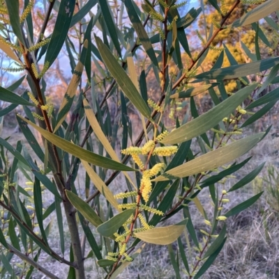Acacia longifolia subsp. longifolia (sallow or Sydney golden wattle) at Hackett, ACT - 15 Aug 2023 by waltraud