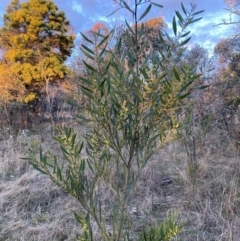 Acacia longifolia subsp. longifolia at Hackett, ACT - 15 Aug 2023
