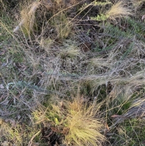 Nassella trichotoma at Hackett, ACT - 15 Aug 2023 04:59 PM