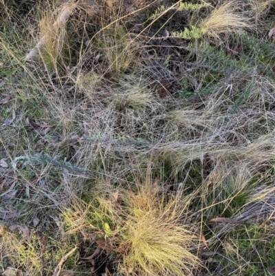 Nassella trichotoma (Serrated Tussock) at Mount Majura - 15 Aug 2023 by waltraud