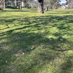 Platycercus eximius (Eastern Rosella) at Australian National University - 16 Aug 2023 by Yeil