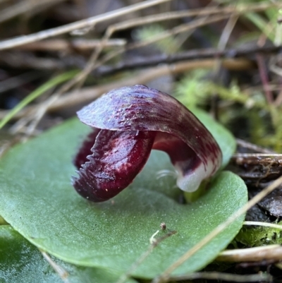 Corysanthes incurva (Slaty Helmet Orchid) at Mount Jerrabomberra - 16 Aug 2023 by AJB