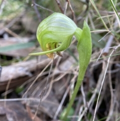 Pterostylis nutans (Nodding Greenhood) at Jerrabomberra, NSW - 16 Aug 2023 by AJB