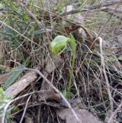 Pterostylis nutans at Jerrabomberra, NSW - 16 Aug 2023