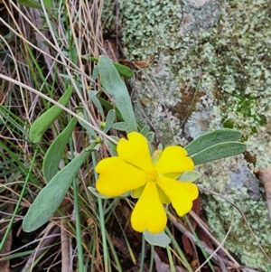 Hibbertia obtusifolia at Majura, ACT - 15 Aug 2023