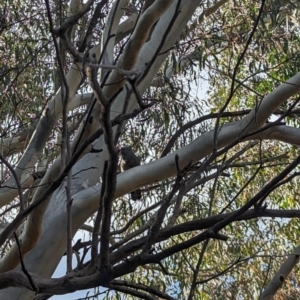 Callocephalon fimbriatum at Phillip, ACT - suppressed