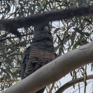 Callocephalon fimbriatum at Phillip, ACT - suppressed