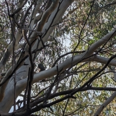 Callocephalon fimbriatum at Phillip, ACT - suppressed