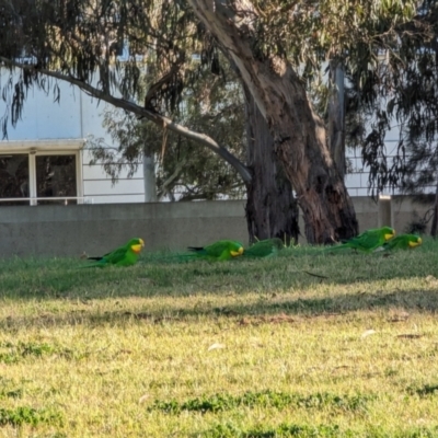 Polytelis swainsonii (Superb Parrot) at Parkes, ACT - 16 Aug 2023 by stofbrew