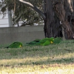 Polytelis swainsonii at Parkes, ACT - 16 Aug 2023