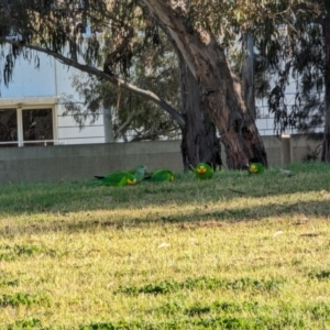 Polytelis swainsonii at Parkes, ACT - 16 Aug 2023