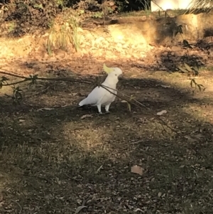 Cacatua galerita at Watson, ACT - 16 Aug 2023