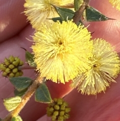 Acacia gunnii (Ploughshare Wattle) at Aranda Bushland - 16 Aug 2023 by lbradley