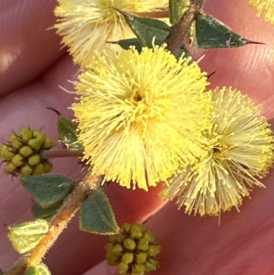 Acacia gunnii (Ploughshare Wattle) at Point 73 - 16 Aug 2023 by lbradley