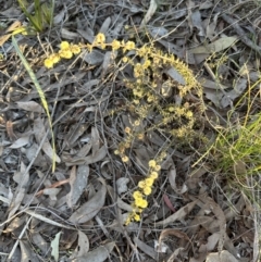 Acacia gunnii at Aranda, ACT - 16 Aug 2023 04:55 PM