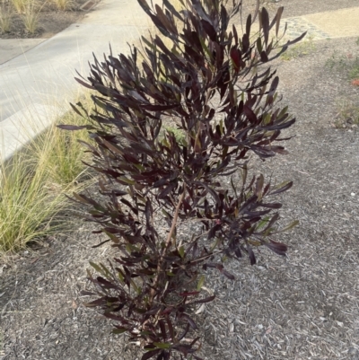 Dodonaea viscosa (Hop Bush) at Batehaven, NSW - 13 Aug 2023 by mbmiyagi