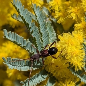 Pseudohalme laetabilis at Stromlo, ACT - 16 Aug 2023