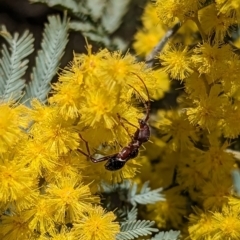 Pseudohalme laetabilis at Stromlo, ACT - 16 Aug 2023