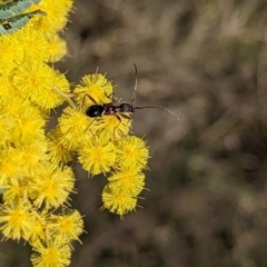 Pseudohalme laetabilis at Stromlo, ACT - 16 Aug 2023