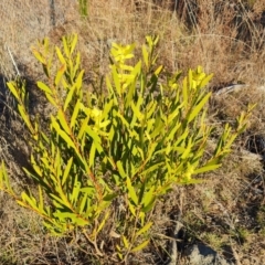 Acacia longifolia subsp. longifolia (sallow or Sydney golden wattle) at Jerrabomberra, ACT - 16 Aug 2023 by Mike