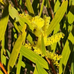 Acacia longifolia subsp. longifolia at Jerrabomberra, ACT - 16 Aug 2023