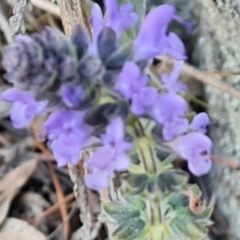 Salvia verbenaca var. verbenaca (Wild Sage) at Isaacs Ridge - 16 Aug 2023 by Mike