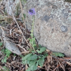 Salvia verbenaca var. verbenaca at Jerrabomberra, ACT - 16 Aug 2023