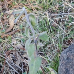 Oxypetalum coeruleum (Tweedia or Southern Star) at Jerrabomberra, ACT - 17 Aug 2023 by Mike