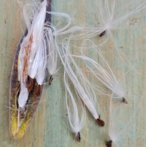 Oxypetalum coeruleum at Jerrabomberra, ACT - 18 Aug 2023 09:26 AM