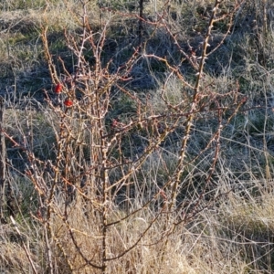 Rosa rubiginosa at Jerrabomberra, ACT - 16 Aug 2023 03:42 PM