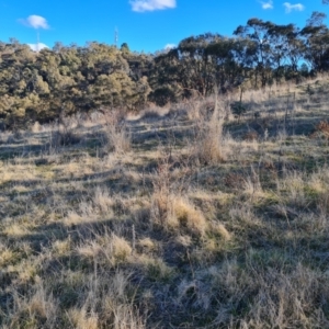 Rosa rubiginosa at Jerrabomberra, ACT - 16 Aug 2023 03:42 PM