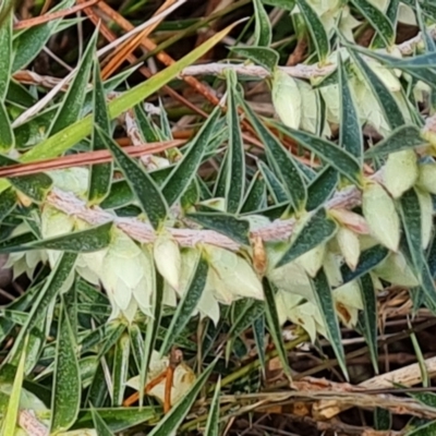 Melichrus urceolatus (Urn Heath) at Isaacs Ridge and Nearby - 16 Aug 2023 by Mike