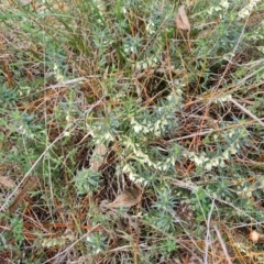 Melichrus urceolatus at Isaacs, ACT - 16 Aug 2023