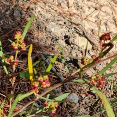 Dodonaea viscosa (Hop Bush) at Isaacs, ACT - 16 Aug 2023 by Mike