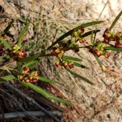 Dodonaea viscosa at Isaacs, ACT - 16 Aug 2023 02:59 PM