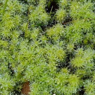 Polytrichaceae sp. (family) at Isaacs Ridge and Nearby - 16 Aug 2023 by Mike