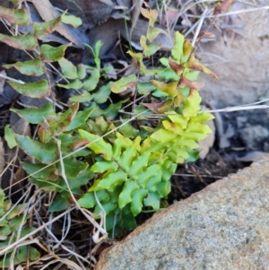 Pellaea calidirupium at Isaacs, ACT - 16 Aug 2023