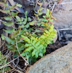 Pellaea calidirupium (Hot Rock Fern) at Isaacs Ridge and Nearby - 16 Aug 2023 by Mike