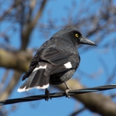 Strepera graculina (Pied Currawong) at Downer, ACT - 16 Aug 2023 by RobertD