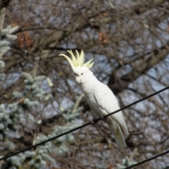 Cacatua galerita (Sulphur-crested Cockatoo) at Downer, ACT - 15 Aug 2023 by RobertD