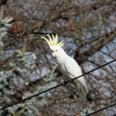 Cacatua galerita (Sulphur-crested Cockatoo) at Downer, ACT - 16 Aug 2023 by RobertD