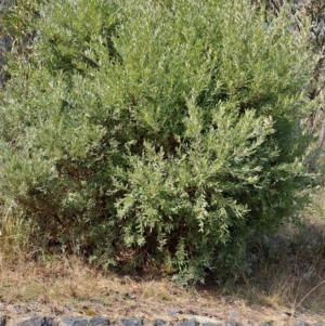 Grevillea arenaria subsp. arenaria at Fadden, ACT - 16 Aug 2023