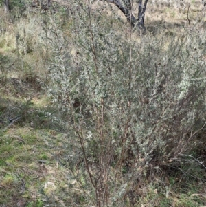 Leptospermum myrtifolium at Fadden, ACT - 16 Aug 2023