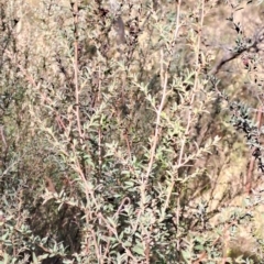 Leptospermum myrtifolium at Fadden, ACT - 16 Aug 2023